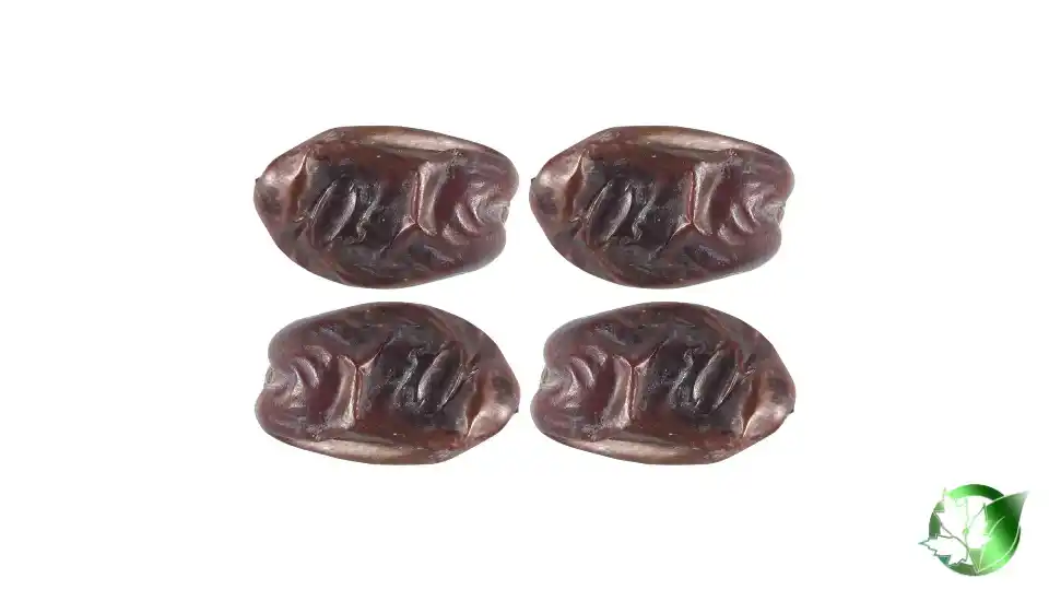 Bulk Rabbi Dates | Suppliers | Wholesale | ParsaFood Global